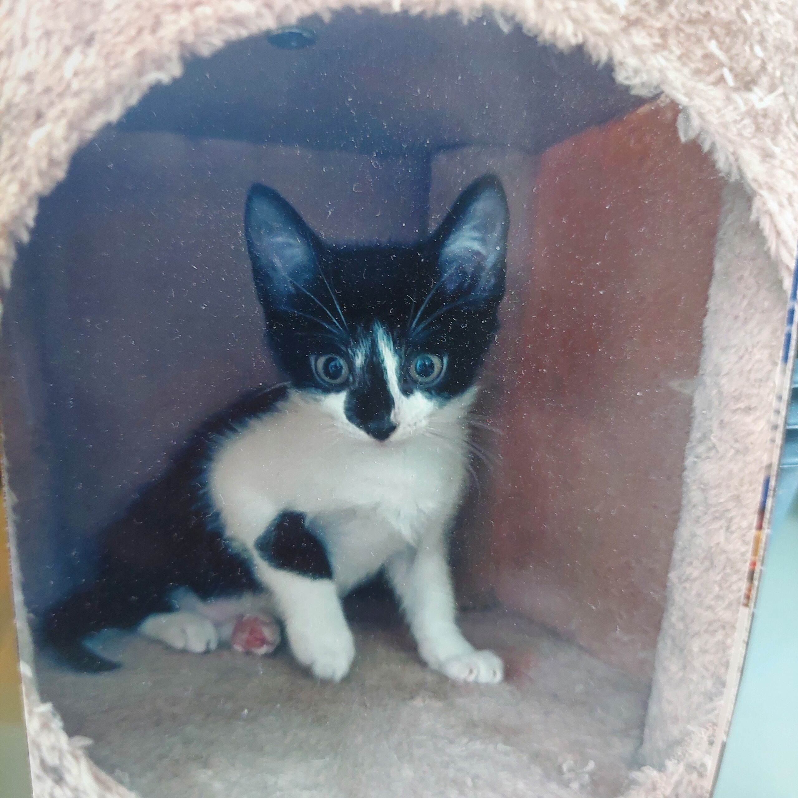 Kitten versteckt sich